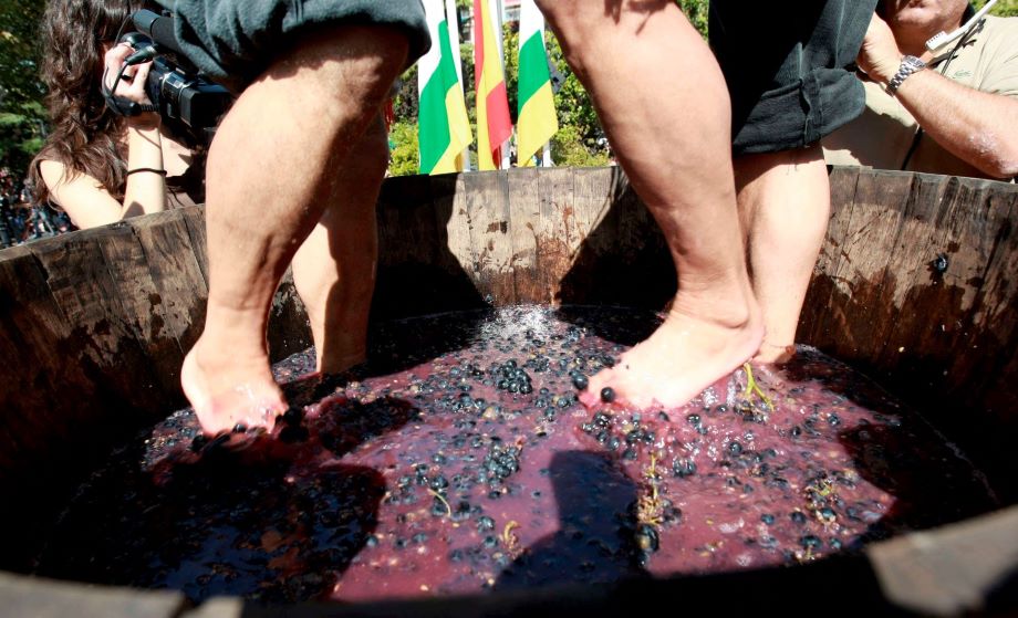 Logroño, 21/09/08.- Los hermanos Urdiales proceden al tradicional pisado de la uva, del que saldrá el primer mosto que se ofrece a la Virgen de Valvanera, patrona de La Rioja, dentro de las Fiestas de la Vendimia riojana. EFE/Abel Alonso